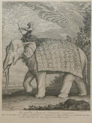 Bild Nr.6: 144-4265 Ridinger, Johann Elias: (Künstlergraphik)