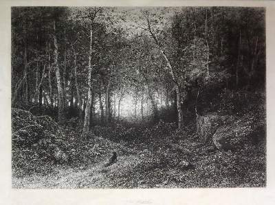 Bild Nr.1: 144-4474 Wald.: (Künstlergraphik)