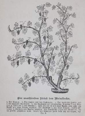 Bild Nr.2: 144-534 Hüttig,O.: (Küche und Haushalt, Getränke, Wein)