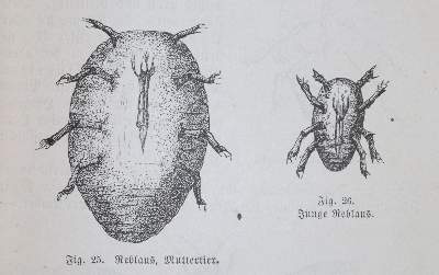 Bild Nr.4: 144-534 Hüttig,O.: (Küche und Haushalt, Getränke, Wein)