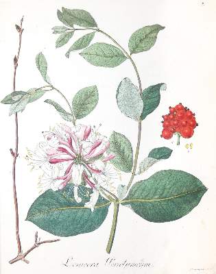 Bild Nr.2: 144-572 Willdenow,C.L.: (Land- und Forstwirtschaft, Forstwirtschaft)