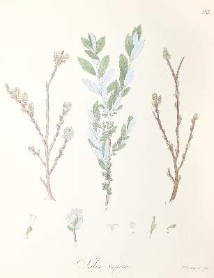 Bild Nr.5: 144-572 Willdenow,C.L.: (Land- und Forstwirtschaft, Forstwirtschaft)
