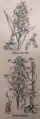 Bild Nr.4: 144-573 Sammlung: (Land- und Forstwirtschaft, Garten)