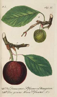 Bild Nr.1: 144-583 Sickler,J.V.: (Land- und Forstwirtschaft, Obstbau)