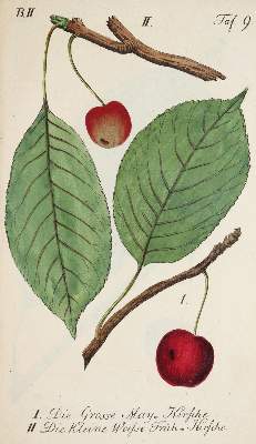 Bild Nr.1: 144-584 Sickler,J.V.: (Land- und Forstwirtschaft, Obstbau)