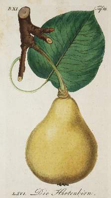 Bild Nr.1: 144-585 Sickler,J.V.: (Land- und Forstwirtschaft, Obstbau)