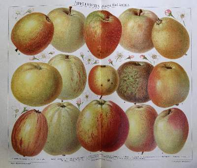 Bild Nr.6: 144-762 Meyers: (Lexika - Wörterbücher - Sprachwissenschaften)
