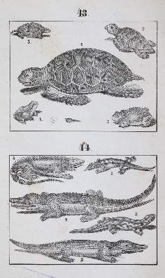 Bild Nr.3: 144-899 Gailer,J.E.: (Orbis Pictus)