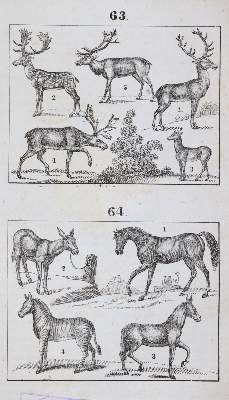 Bild Nr.4: 144-899 Gailer,J.E.: (Orbis Pictus)
