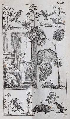 Bild Nr.4: 144-918 Raff,G.C.: (Kinder- und Jugendbücher)