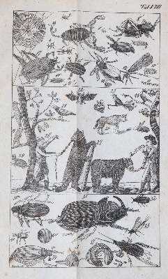 Bild Nr.5: 144-918 Raff,G.C.: (Kinder- und Jugendbücher)