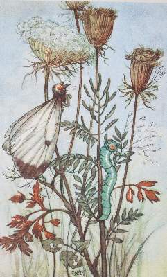 Bild Nr.3: 144-929 Sammlung: (Kinder- und Jugendbücher)