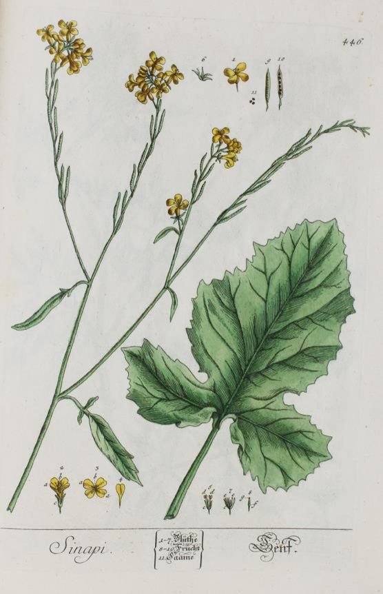 (Blackwell,E. – Herbarium Blackwellianum emendatum et auctum