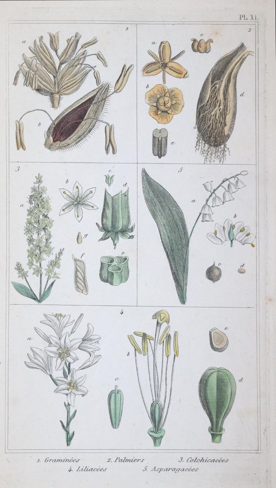 Große Abbildung Nr.5: 145-1400 Bossu,A. ': (Botanik)