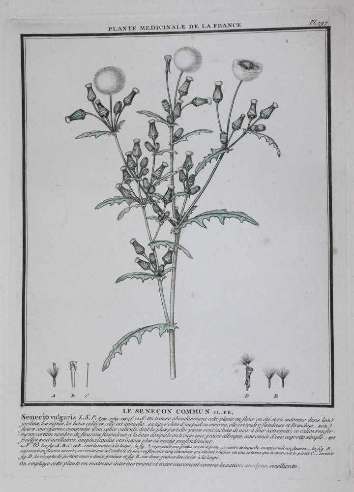 Große Abbildung Nr.4: 145-1401 (Bulliard,P.: (Botanik)