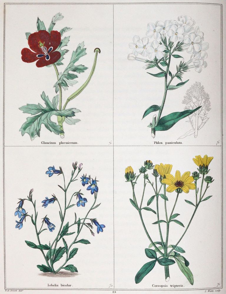 Große Abbildung Nr.4: 145-1402 Curtis,W.: (Botanik)