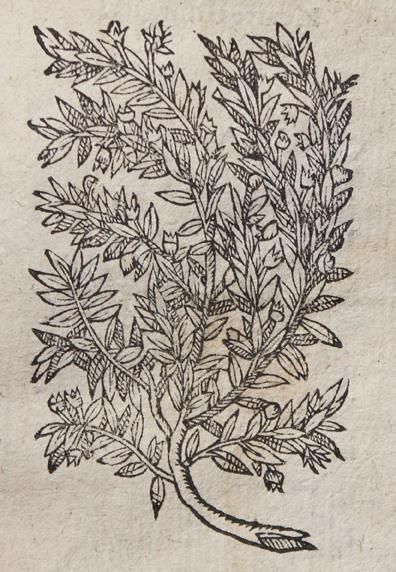 Linocier,G. – L'histoire des Plantes, traduicte de latin en francois: avec leurs portraicts, noms..