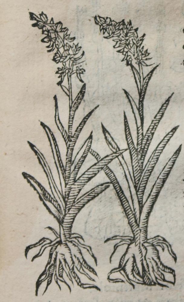 Große Abbildung Nr.2: 145-1406 Linocier,G.: (Botanik, Kräuterbücher)