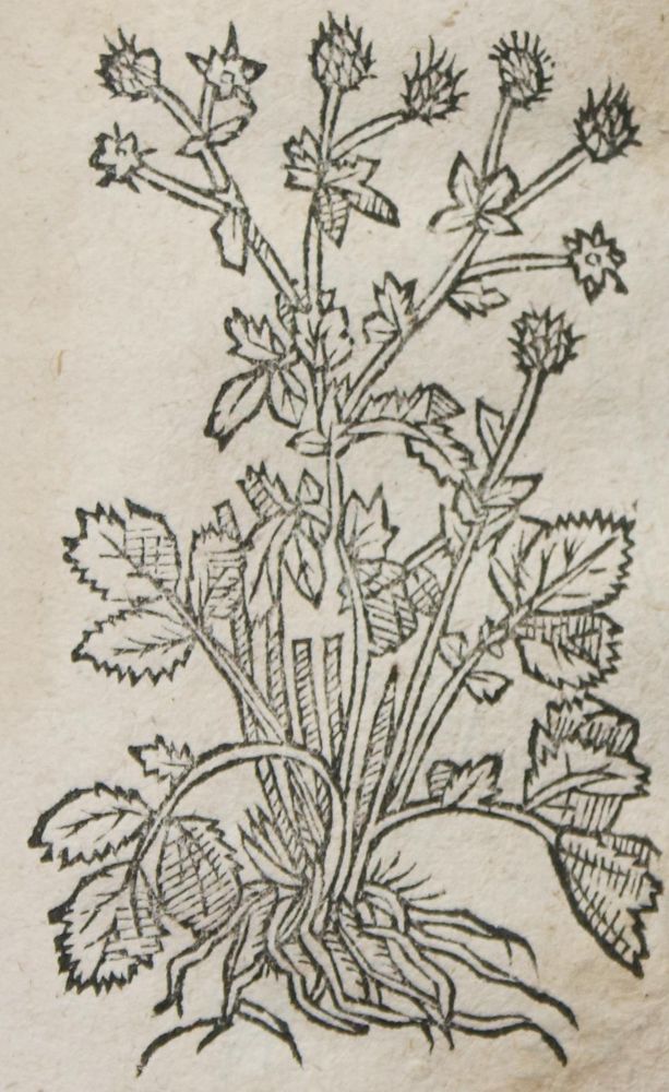 Große Abbildung Nr.4: 145-1406 Linocier,G.: (Botanik, Kräuterbücher)