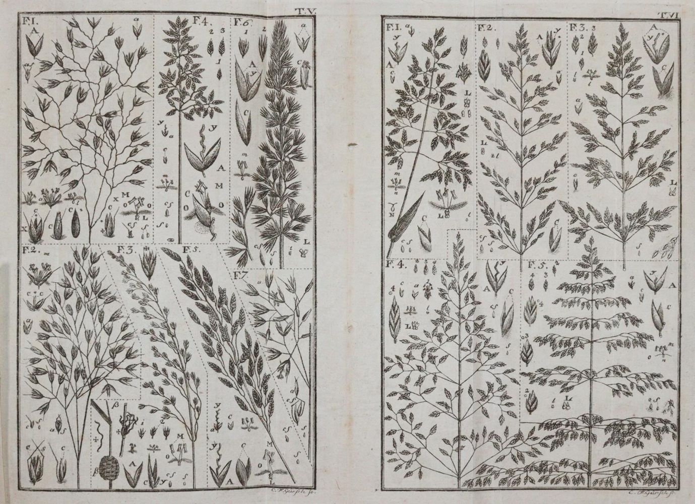 Leers,J.D. – Flora Herbornensis exhibens plantas circa Herbornam Nassoviorum crescentes..