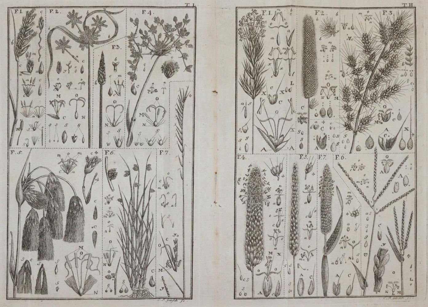 Große Abbildung Nr.4: 145-1407 Leers,J.D.: (Botanik)