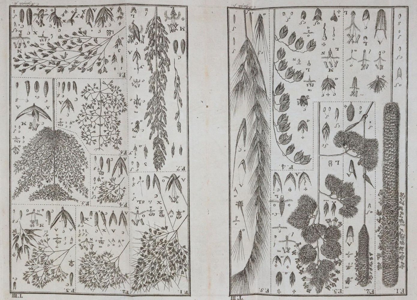 Große Abbildung Nr.5: 145-1407 Leers,J.D.: (Botanik)