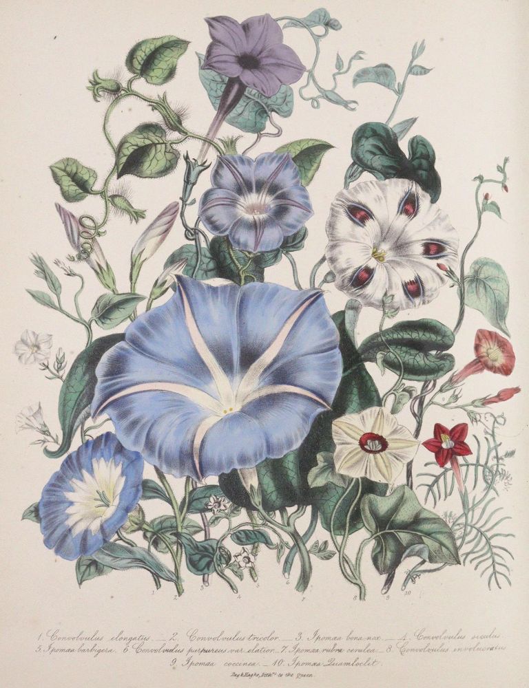 Loudon,J.W. – The Ladies' Flower-garden of ornamental annuals