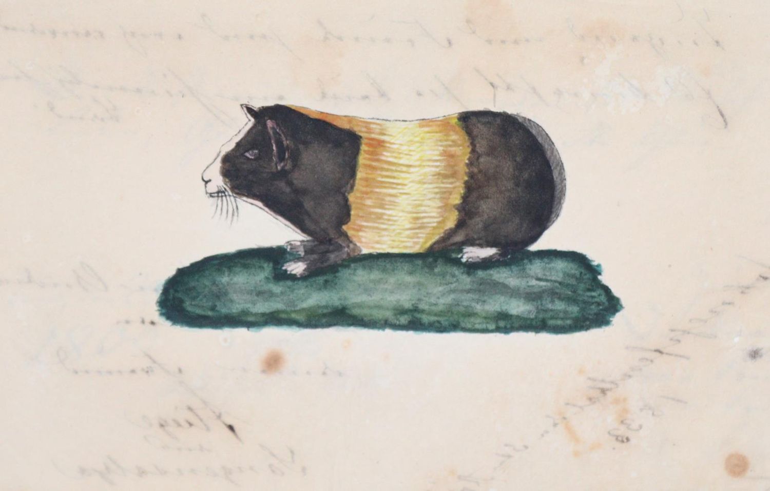 Große Abbildung Nr.3104: 145-141 Stammbücher.: (Handschriften)