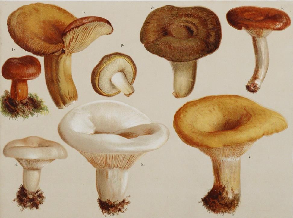 Lorinser,F.W. – Les champignons comestibles, suspects et vénéneux les plus importants