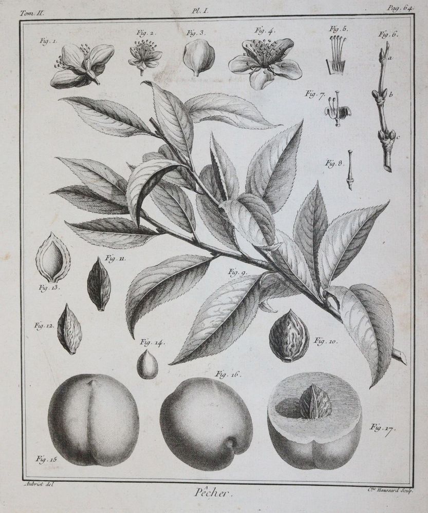(Duhamel du Monceau,H.L. – Traité des arbres fruitiers, contenant leur figure, leur description, leur culture