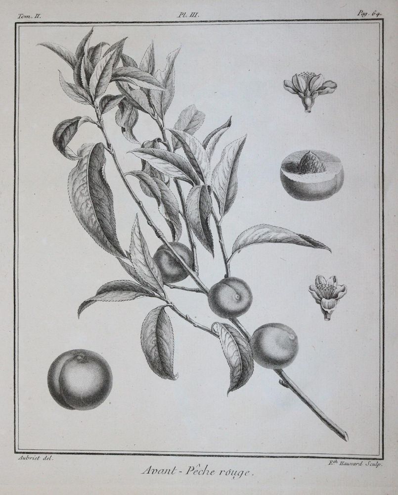 Große Abbildung Nr.2: 145-1412 (Duhamel du Monceau,H.L.: (Botanik, Pomologie)