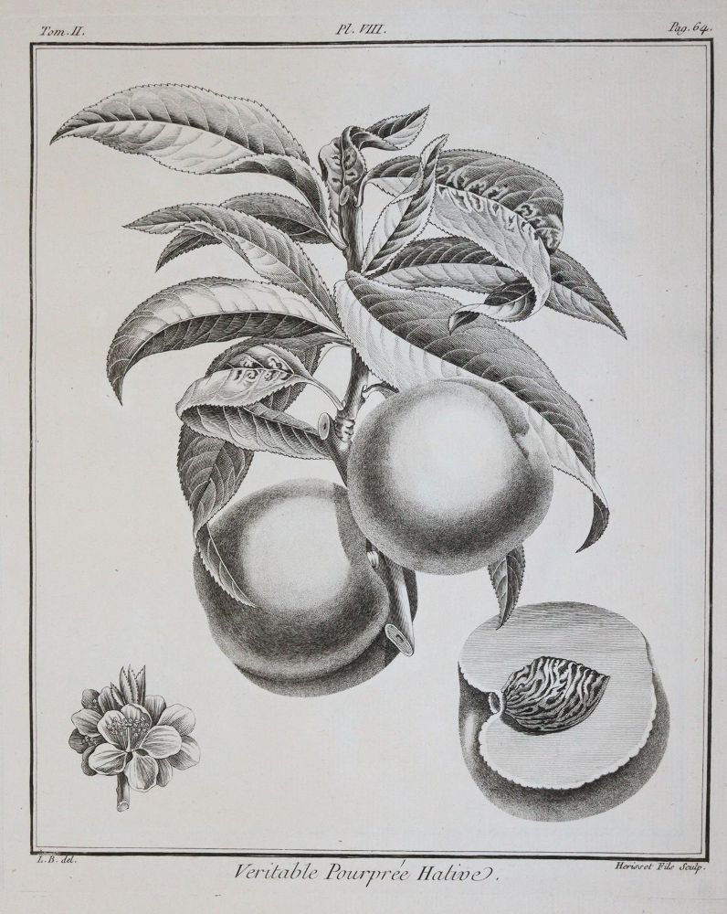 Große Abbildung Nr.3: 145-1412 (Duhamel du Monceau,H.L.: (Botanik, Pomologie)