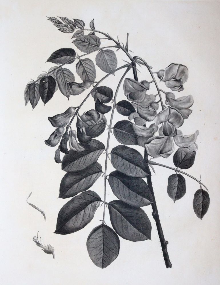 (Duhamel du Monceau,H.L. – Traité des arbres et arbustes que l'on cultive en France