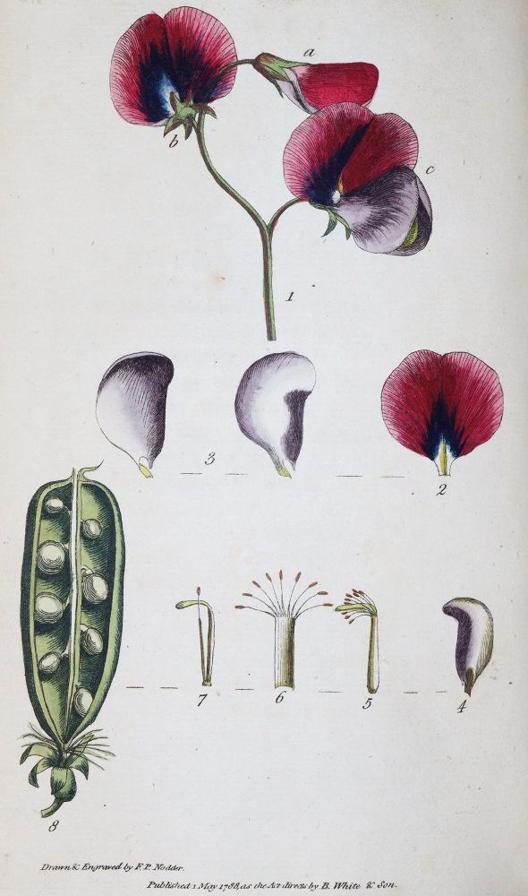 Große Abbildung Nr.2: 145-1414 Rousseau,J.J.: (Botanik)