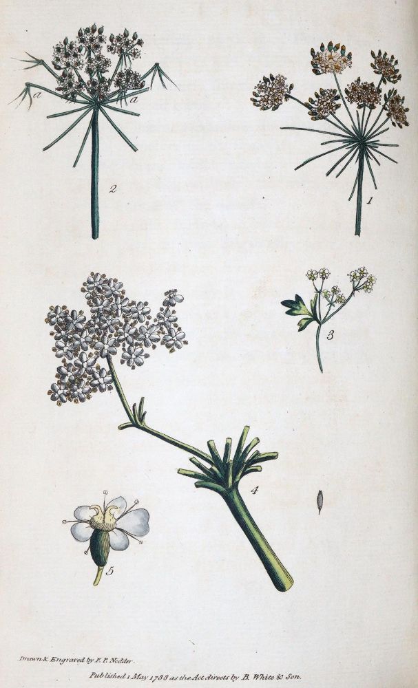 Große Abbildung Nr.3: 145-1414 Rousseau,J.J.: (Botanik)