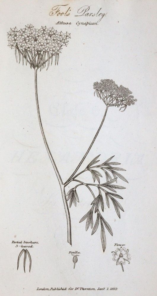Große Abbildung Nr.3: 145-1417 Thornton,R.J.: (Botanik)