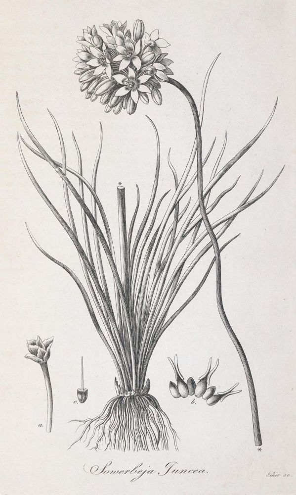Trattinnick,L. – Genera nova plantarum iconibus observationibusque illustrata