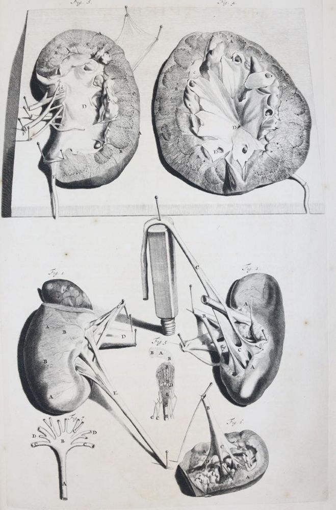 Cowper,W. – Anatomia ciał ludzkich, z rysunkami wykonanymi..
