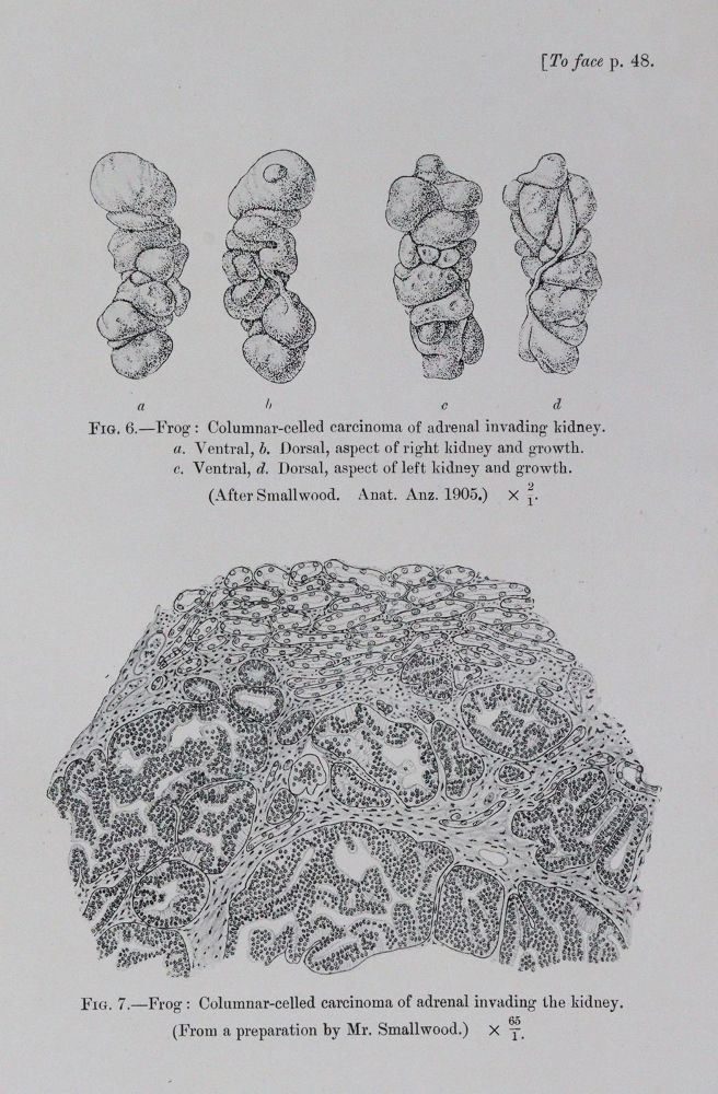 Große Abbildung Nr.2: 145-1464 Bashford,E.F. (Hrsg.).: (Medizin, Krebs)