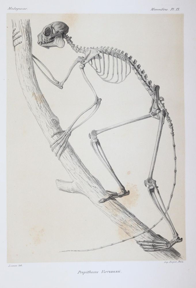 Große Abbildung Nr.5: 145-1491 Grandidier,A.: (Zoologie, Affen)