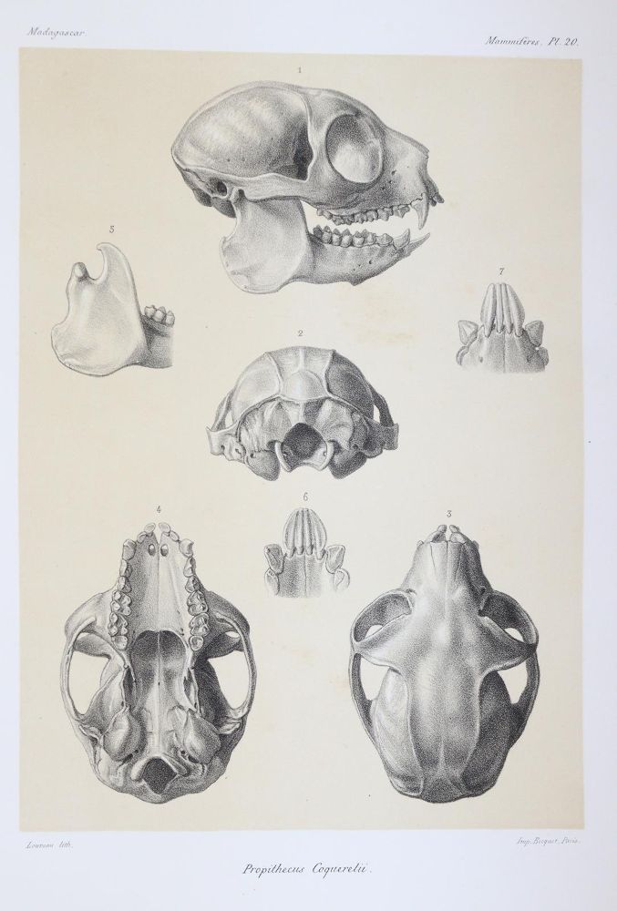 Große Abbildung Nr.6: 145-1491 Grandidier,A.: (Zoologie, Affen)