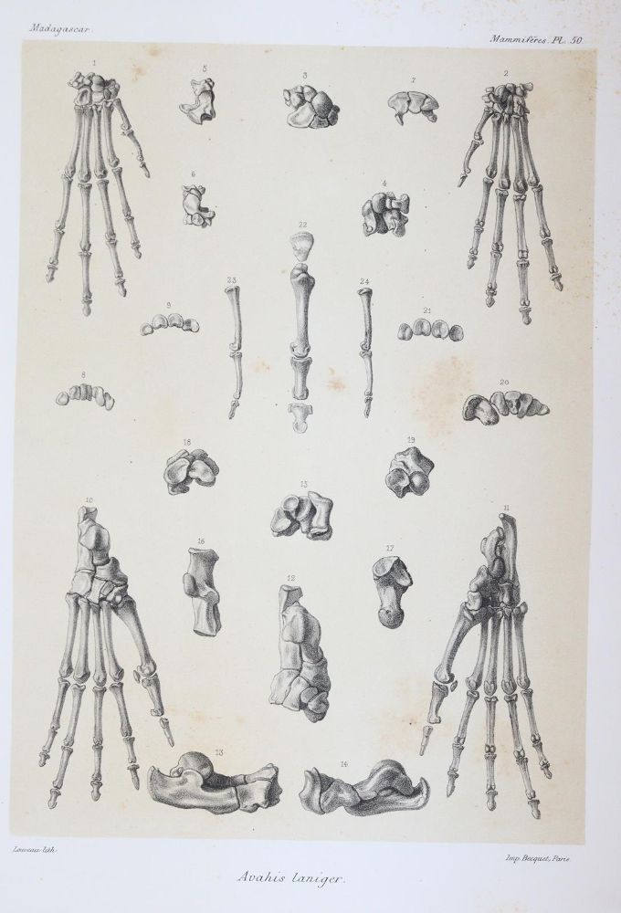 Große Abbildung Nr.7: 145-1491 Grandidier,A.: (Zoologie, Affen)