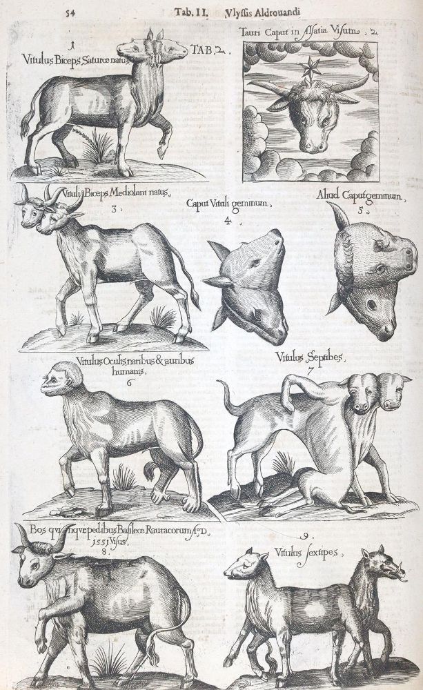 Große Abbildung Nr.2: 145-1492 Aldrovandi,U.: (Zoologie)