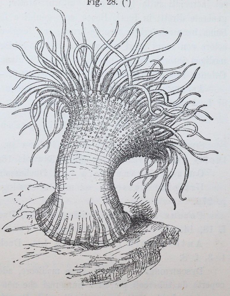 Große Abbildung Nr.1: 145-1493 Andres,A.: (Zoologie)