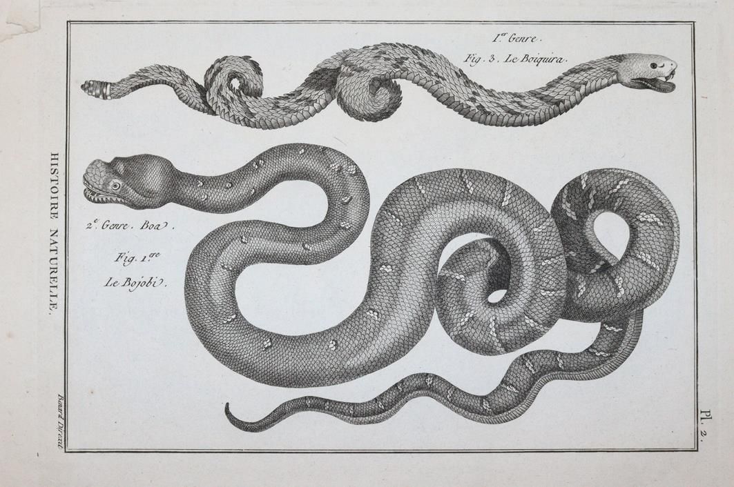 (Bonnaterre,P.J. – Tableau ncyclopdique et methodique des trois rgnes de la nature