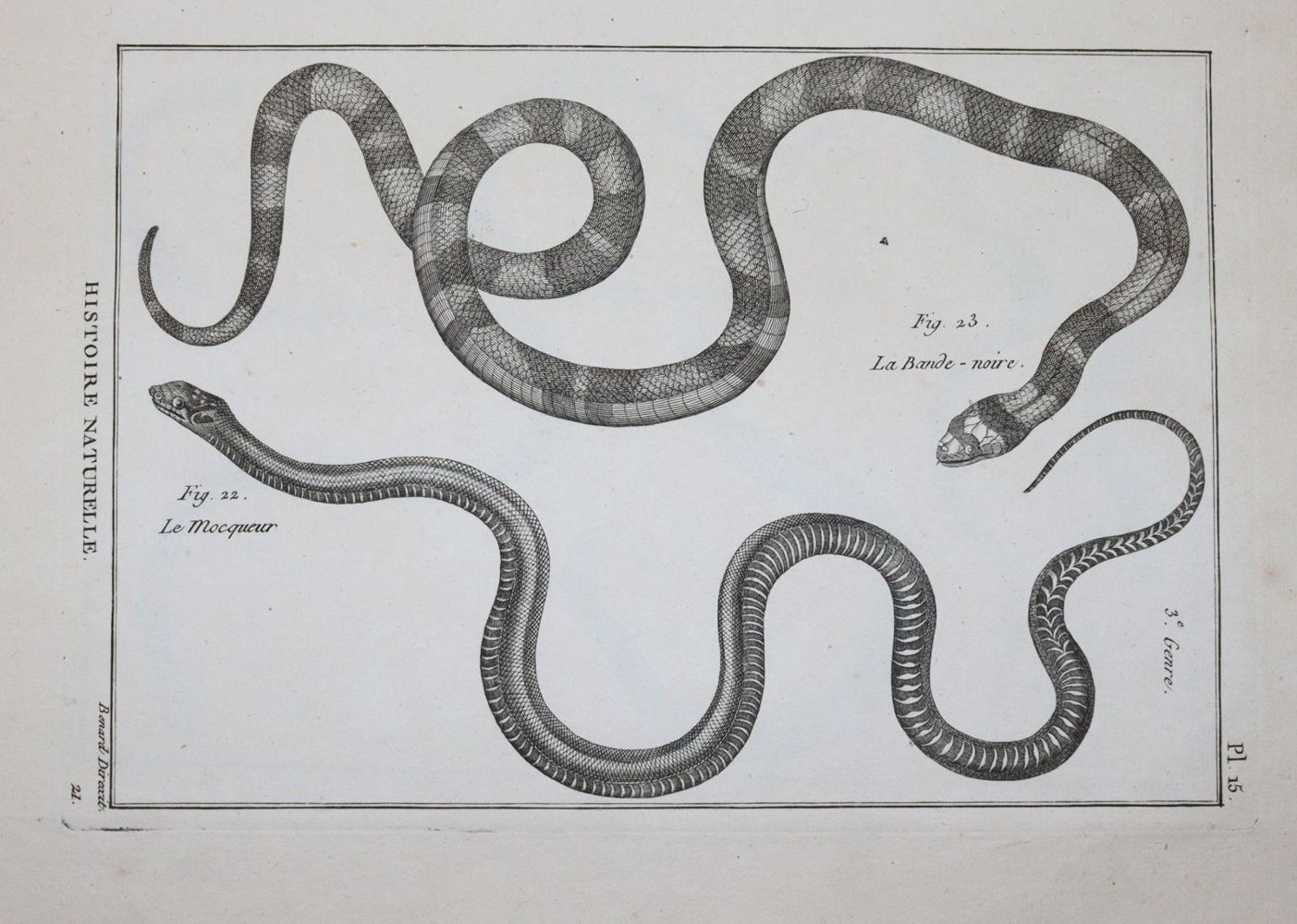 Große Abbildung Nr.2: 145-1496 (Bonnaterre,P.J.: (Zoologie)