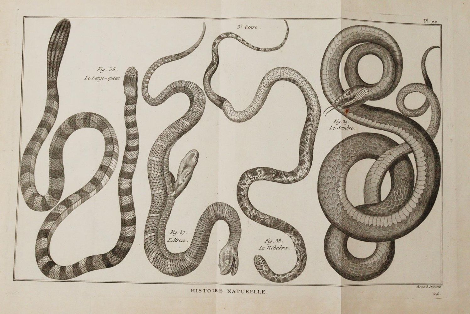 Große Abbildung Nr.3: 145-1496 (Bonnaterre,P.J.: (Zoologie)