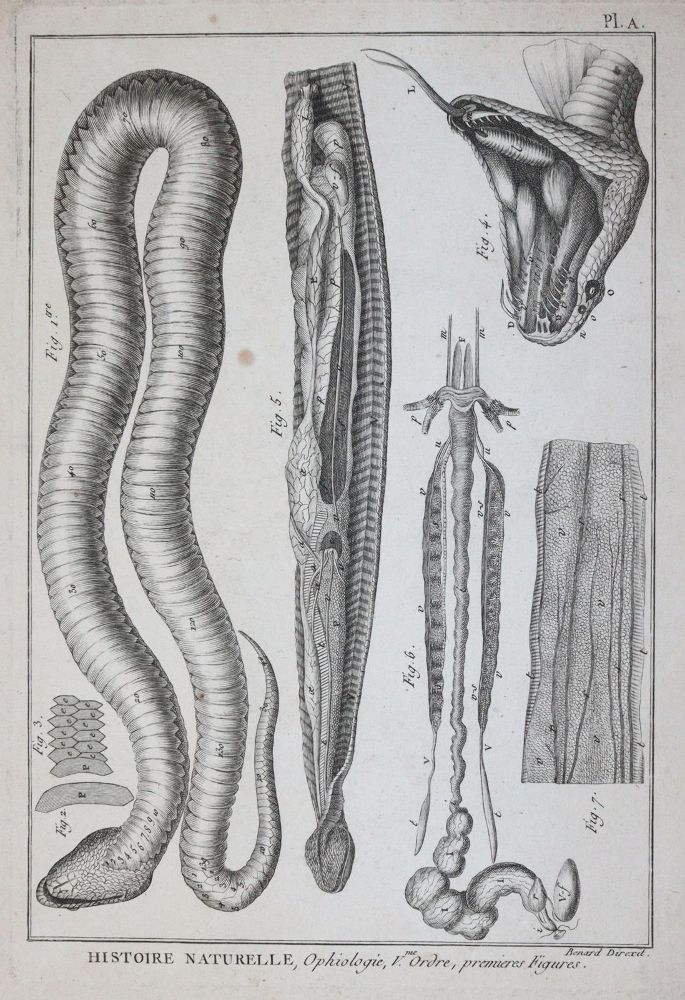 Große Abbildung Nr.4: 145-1496 (Bonnaterre,P.J.: (Zoologie)