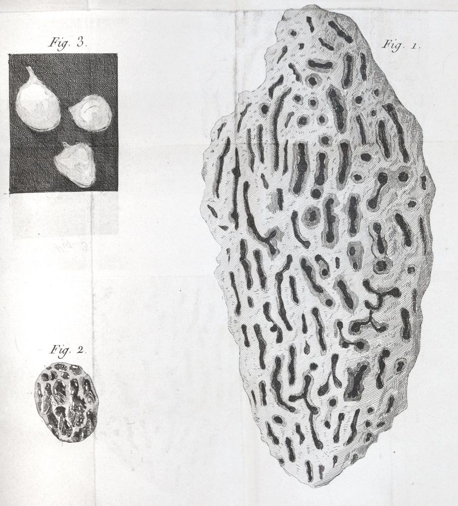 Große Abbildung Nr.4: 145-1502 Smeathman,H.: (Zoologie, Insekten, Termiten)