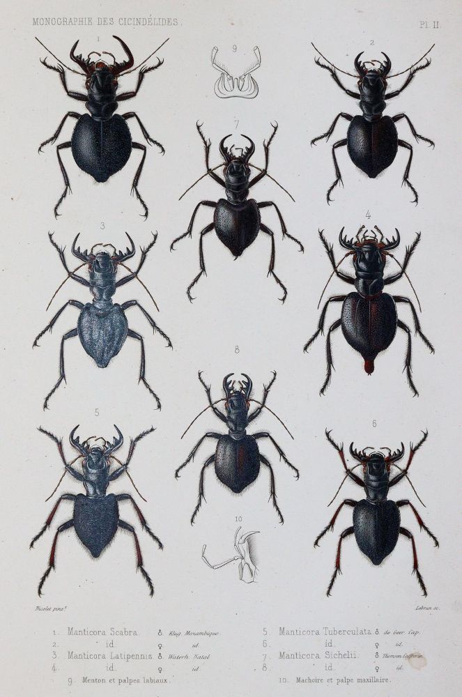 Große Abbildung Nr.2: 145-1503 Thomson,J.: (Zoologie, Insekten)
